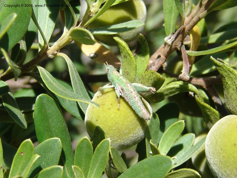 Diospyros dichrophylla--So.Africa. E. Cape. Moonstone Farm, Quanti Area, Stut. 8 Mch 05. 032.jpg