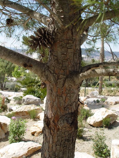 Bark and persistent cones on a pine trunk