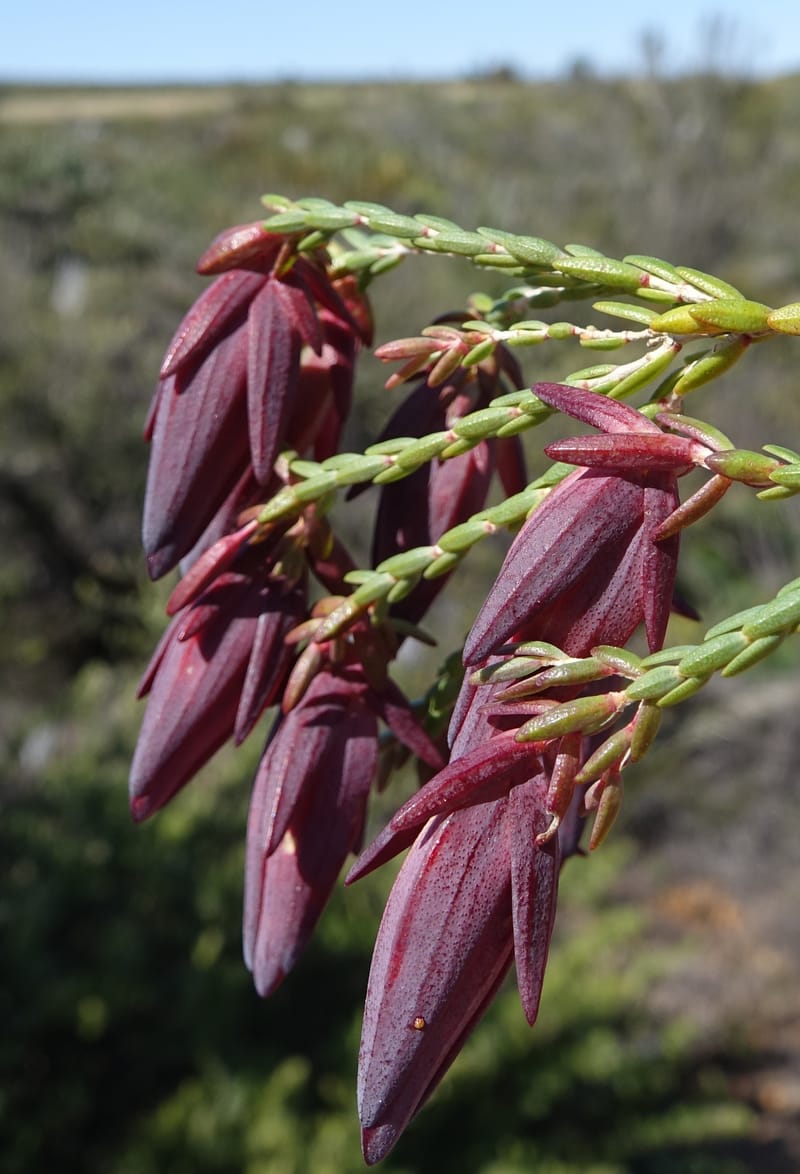 Darwinia speciosa, Davidson, C 13415--Australia. Kingia locality. 23 Oct 2016. DSC04566 (109).JPG