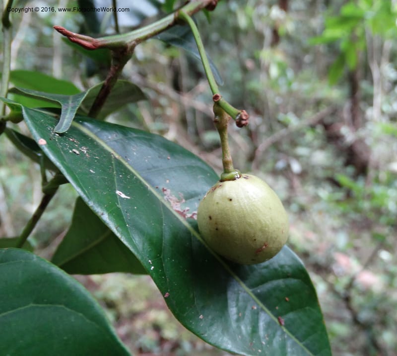 Dacryodes, Davidson, C 12734--Sabah. Mt. Kinabalu. Bundu Tuhan Trail. 11 Oct 2014. DSC04153 (8).JPG