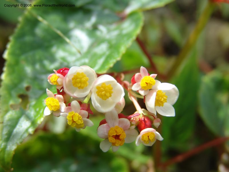 Begonia--Cameroon. Limbe Garden. 12 Oct 04. 151.jpg