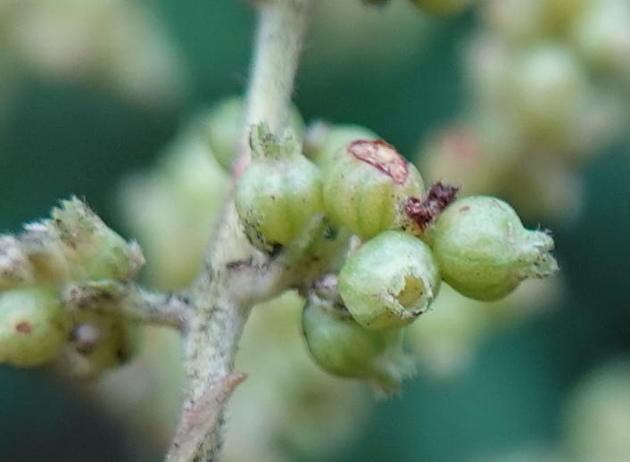 Wendlandia ligustrina, D. Boufford 44129--China. Yunnan. Meizi Lake Park. 3 May 2018. DSC01424 (256).JPG