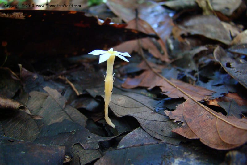 Voyria, R. Vasquez 34986--Peru. Loreto. Dto. Parinari. Tacshacocha. R. Samiria. 16 Nov 08. 385.jpg