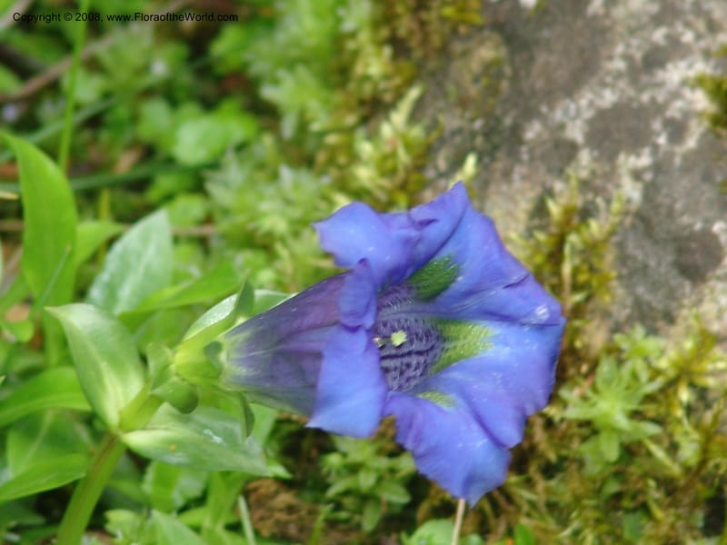 Gentiana dinarica--France. Paris. Jardin des Plantes. 28 Apr 05. 195.jpg