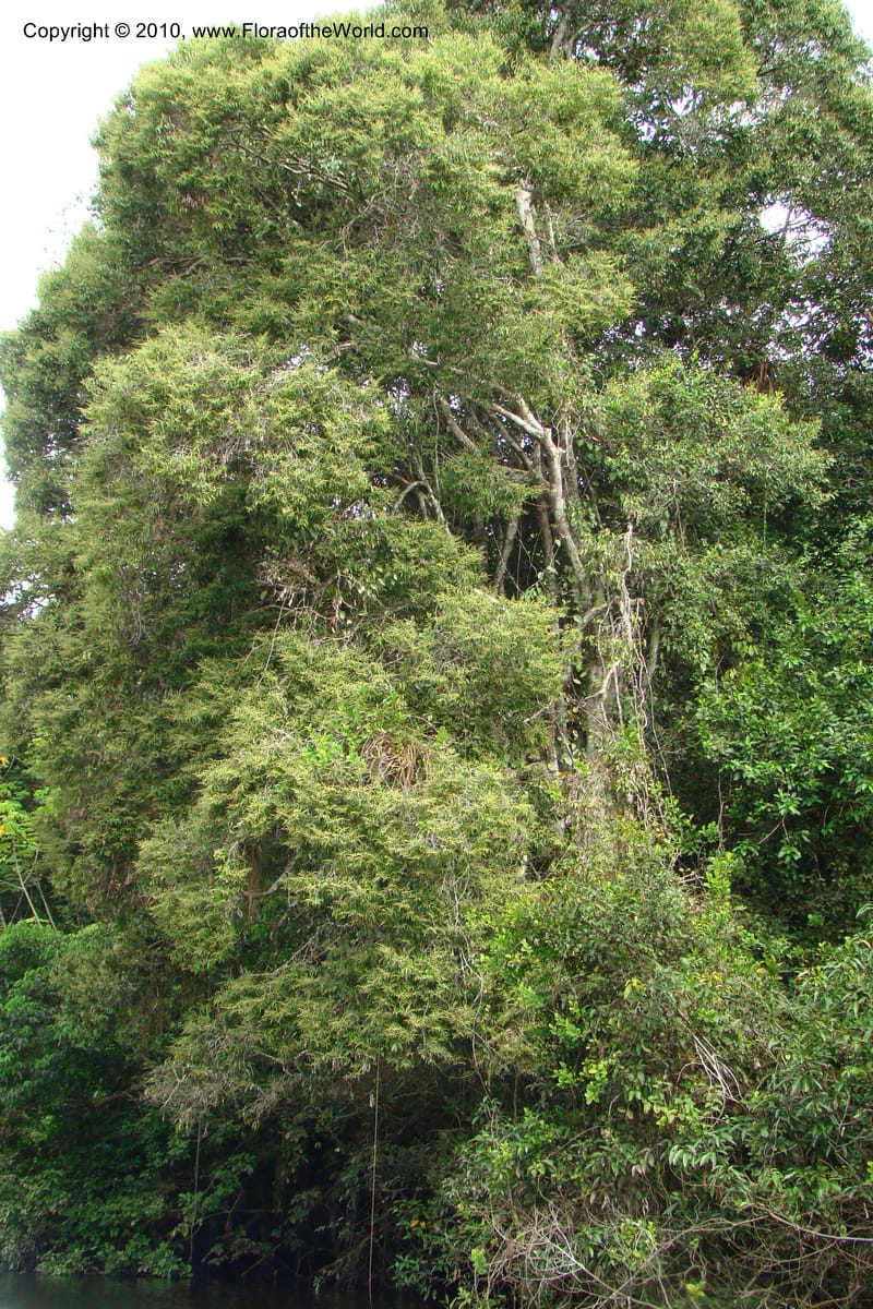 Licania, RVasquez34846--Peru. Loreto. Dist. Nauta. Qbda Nawapa, Rio Tigre. 11 Nov 08. 646.jpg