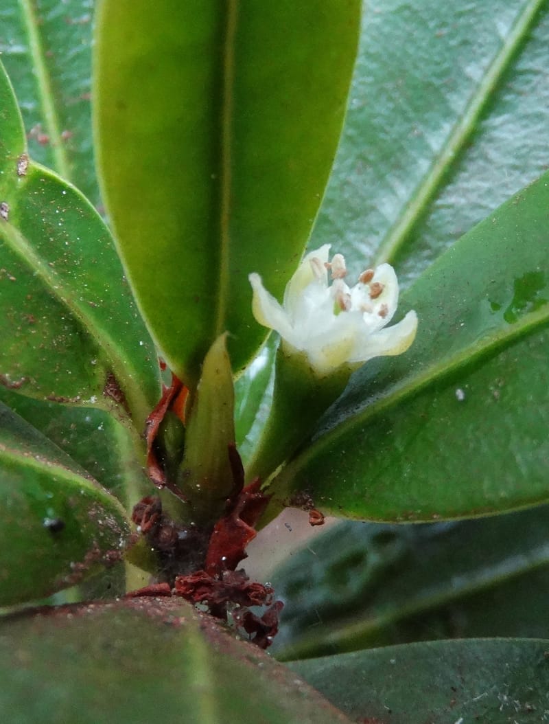 Erythroxylum, Lowry, P 7413--New Caledonia, Plage de Pindai. 18 Nov 2015. DSC03633 (92).JPG