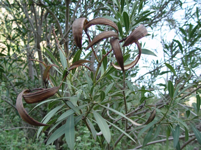 Nerium oleander--Spain. Andalucia. E of Orgiva. Barranco de los Lobos. 14 Apr 04. 031.jpg