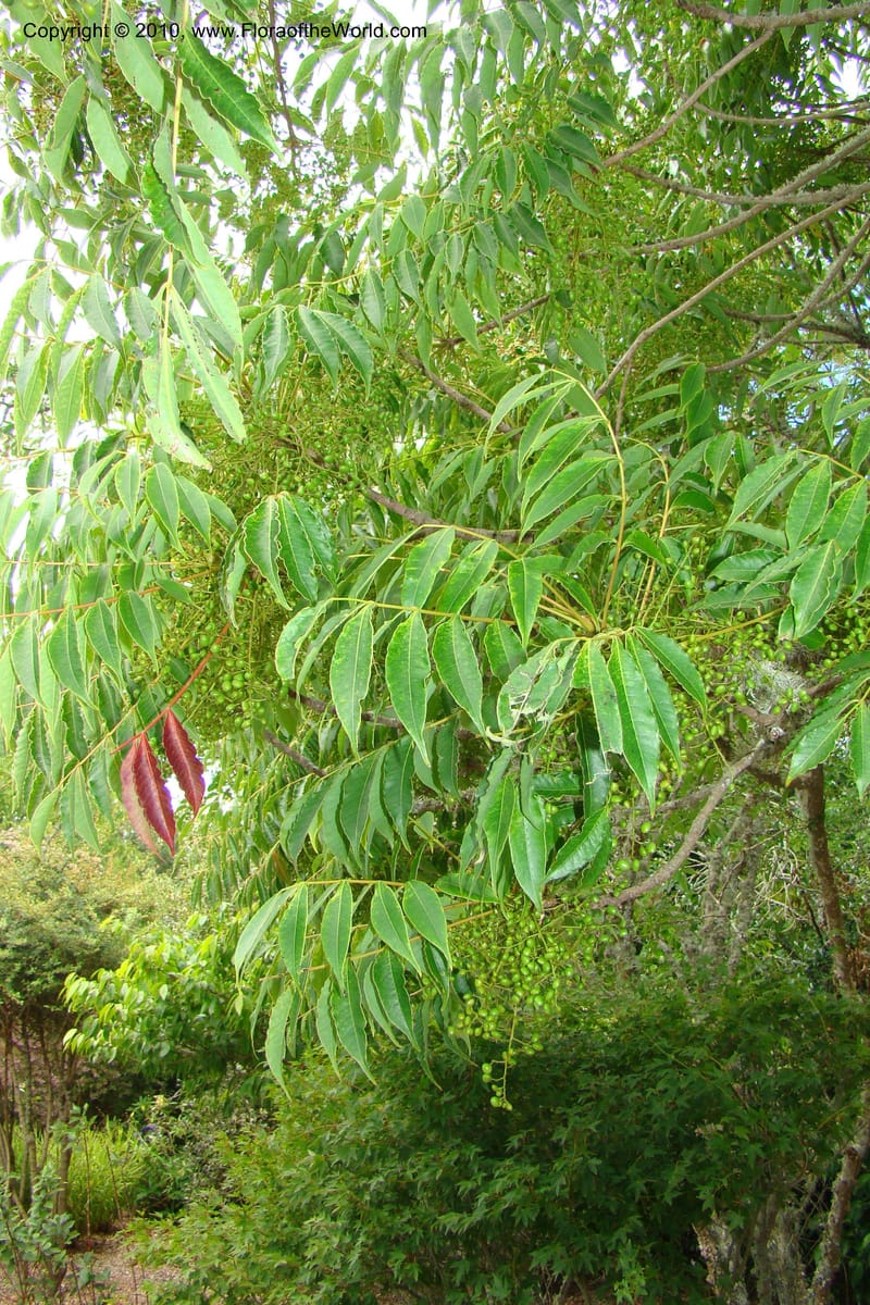 Rhus aromatica--New Zealand. N. Island. Hamillton Garden. 15 Jan 2010. 310 (1).jpg