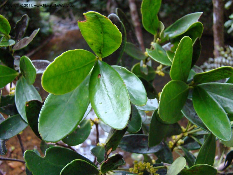 Balanops,  Munzinger, J 4854--New Caledonia, Dogny, 19 Nov 2007, 13 (5).jpg