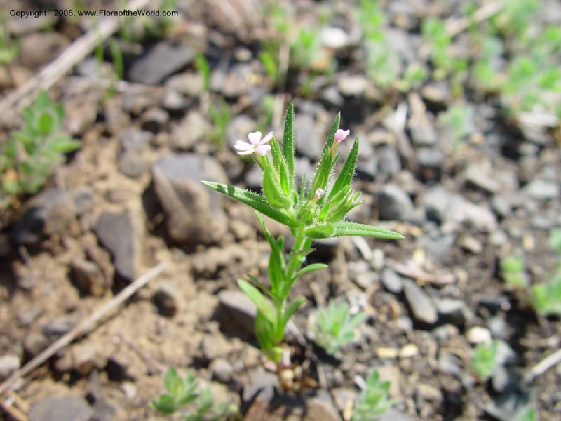 Microsteris gracilis, CDavidson10982--ID. Valley Co. Payette Lake. 12 Jun 03. 045.jpg