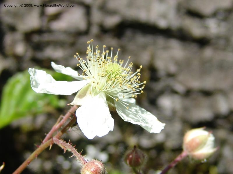 Rubus caucasicus--Georgia. Lagodekhi  Forest Reserve. 11 Jun 05. 167.jpg