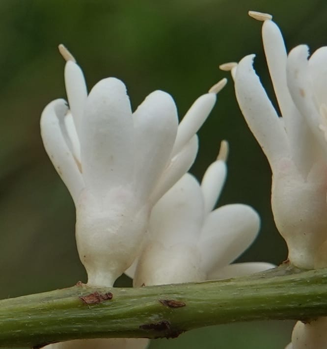 Stachyothyrsus staudtii, C. Davidson 14054--Gabon. Maboumine. 23 Oct 2019. DSC01631 (125).JPG