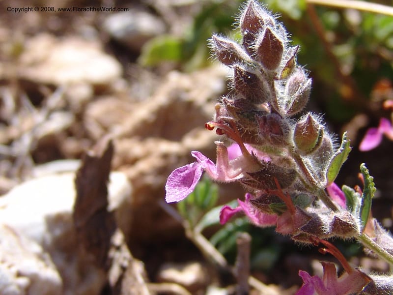 Teucrium divaricatum--Crete. Ep. Kydonia. Akrotiri. Trail Gouvernetos . 23 May 05. 016.jpg
