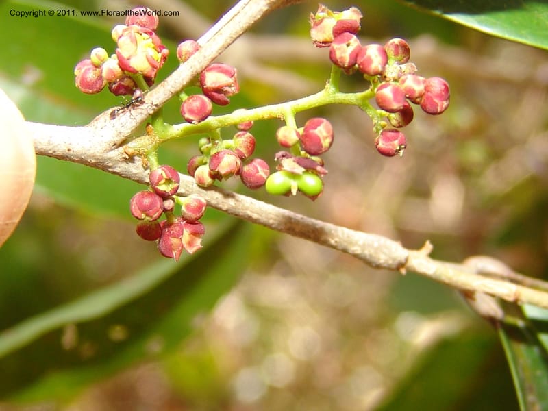 Lepisanthes perrieri, ZRogers1160--Madag. Prov. Antsir. Parc Nat. Ankarana. 10 Nov 06. 139 (16).jpg