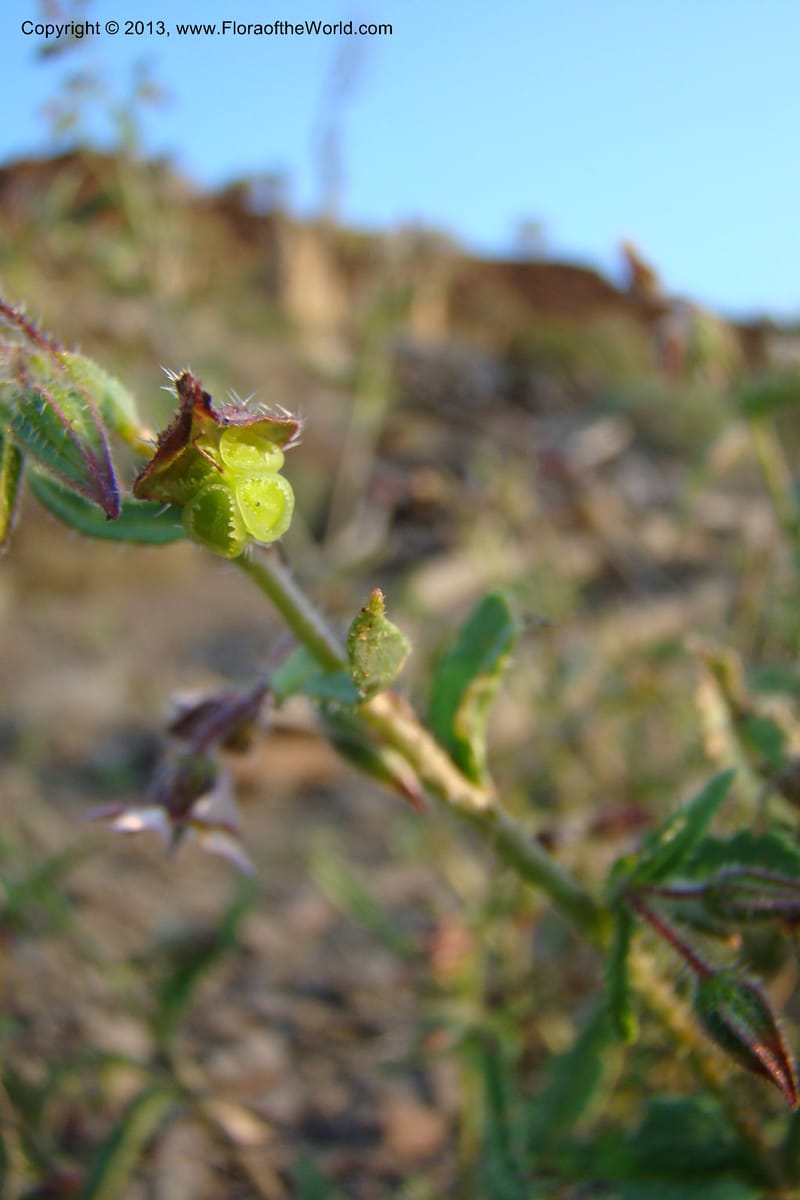 Trichodesma, C. Davidson 11554--South Africa. Northern Cape. Toward Gannabos. 25 Aug 09. 070 (23).jpg