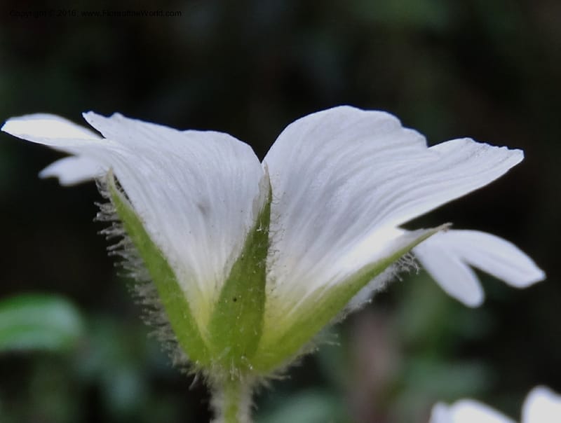 Cerastium, Ulloa, C 2477--Ecuador. Mojanda. 22 Apr 2015. DSC02267 (66).JPG