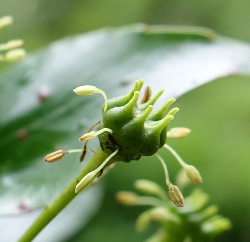 Trochodendron aralioides, Tseng Yu-Hsin 1327--Taiwan. Taroko Nat. Park. Mt. Bilu Trail. 21 May 2016.  (12).JPG