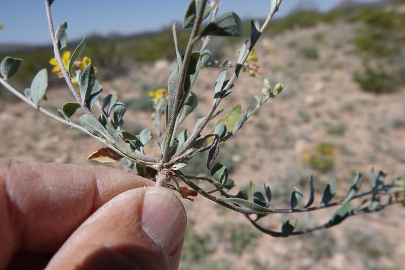 Lesquerella gordonii, C. Davidson 13997--AZ. Cochise Co. Geronimo Trail Rd. 10 Apr 2019. DSC07357 (84).JPG