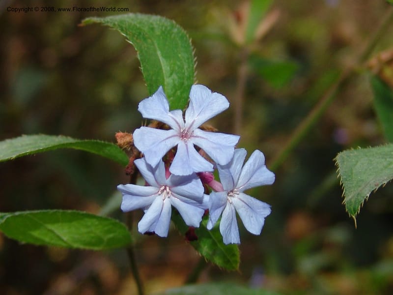 Ceratostigma willmottianum, 98.0698--CA. UC Berkeley Bot. Garden. 8 Dec 06. 209.jpg