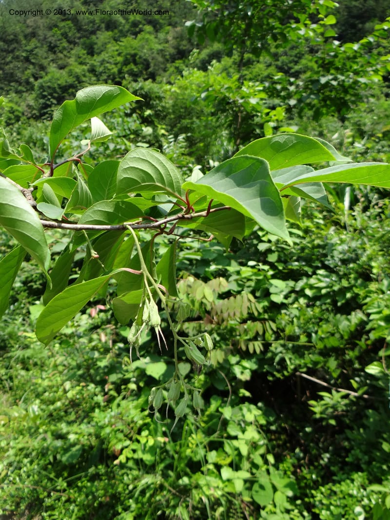 Pterostyrax corymbosus, Li Pan 1205274--China. Zhejiang Prov. Shunxi Village. 28 May 2012. DSC00347 (175).JPG