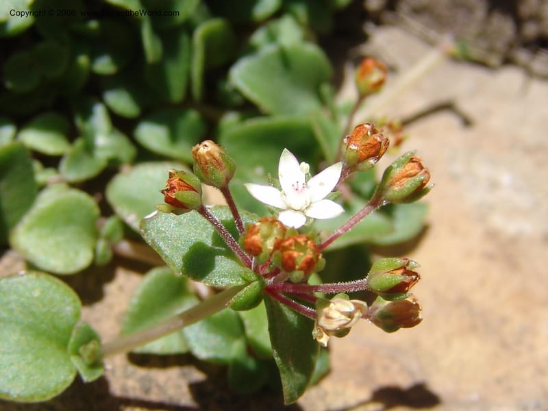 Crassula brachypetala--So.Africa. E. Cape. R58 SE of Barkly East.10 Mch 05. 234.jpg