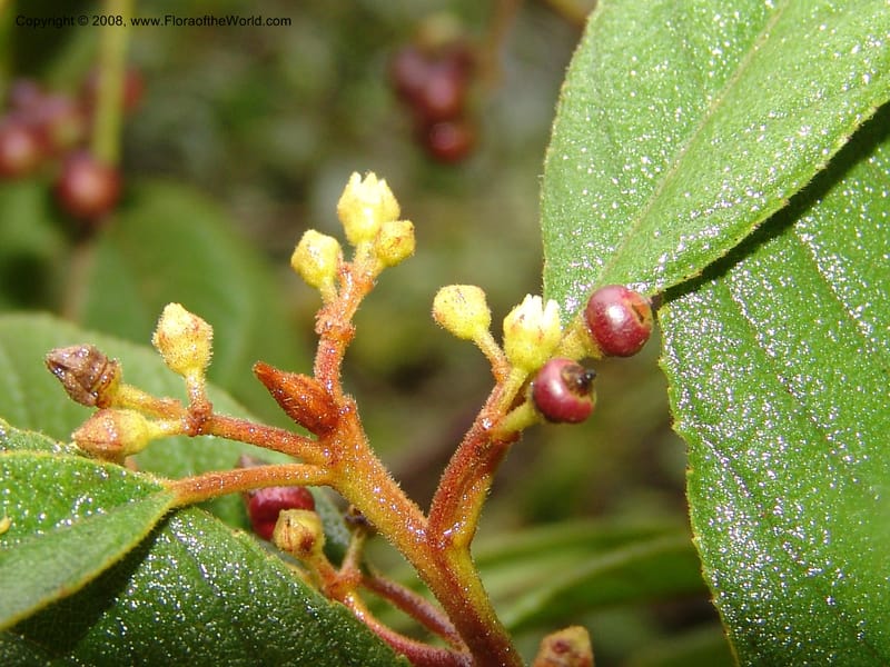 Rhamnus--Peru. Macchu Pichu. 23 Oct 07. 180.jpg