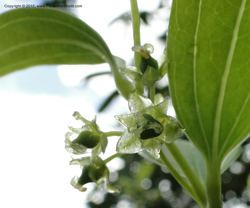Heterosmilax, Regalado 1772--Viet Nam. Ban Khoang Commune. 4 May 2011. 080 (2).jpg