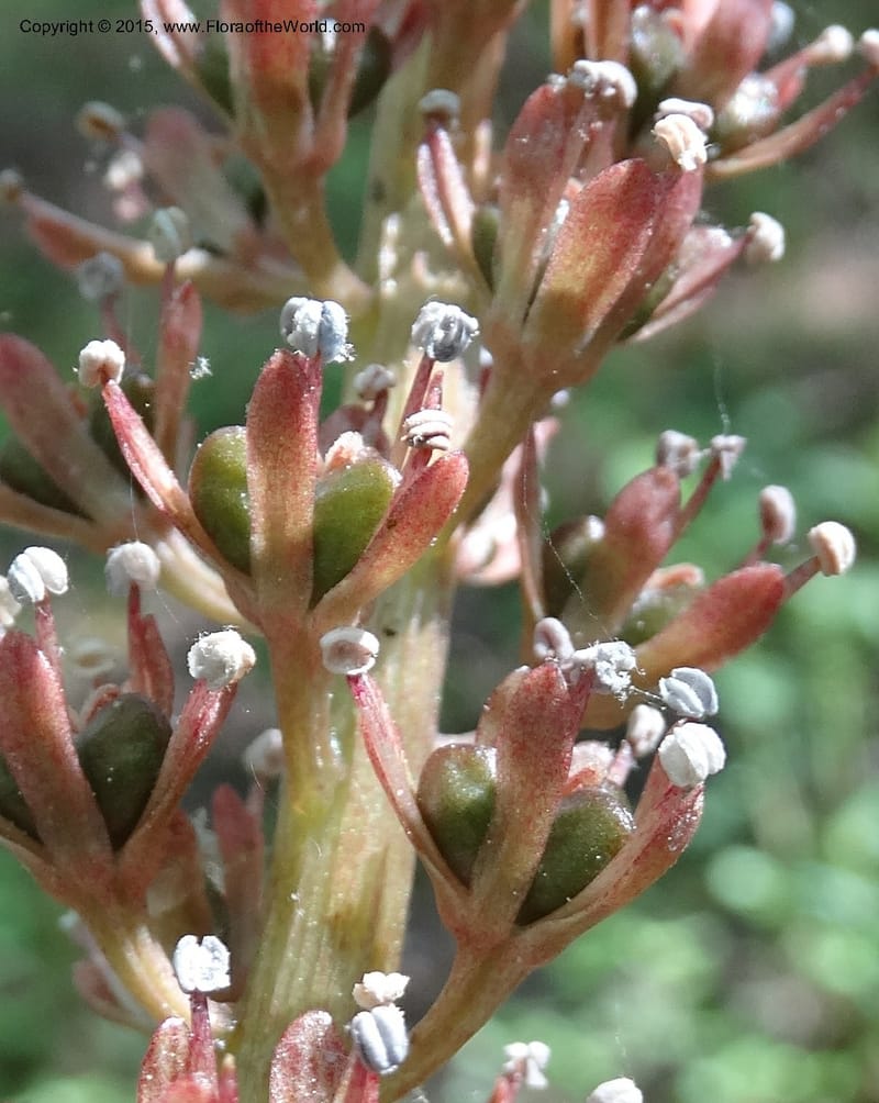 Helonias bullata, Not collected--North Carolina. Trans. Co. W Cradle of For. 11 May 2015. DSC03837 (95).JPG