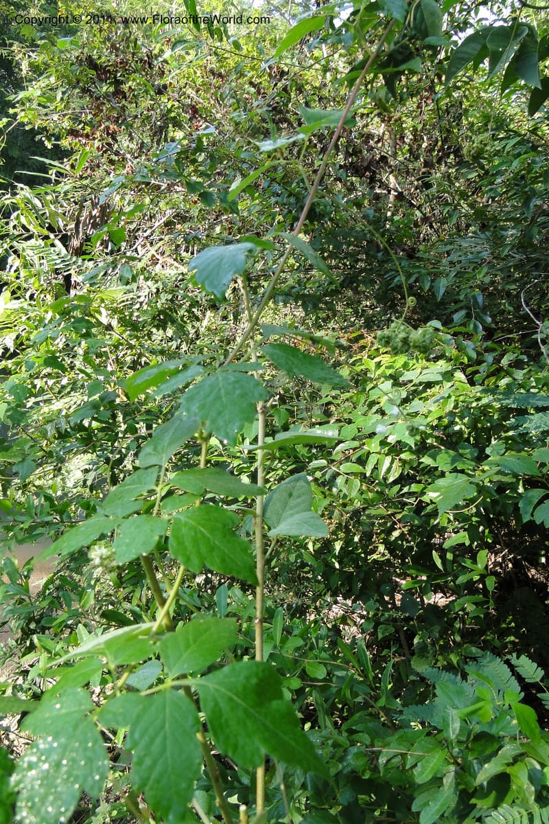 Urvillea, W. D. Stevens 31269--Paraguay. Edo. Concepcion. Esta. Garay Cue. 20 Mar 2011. 008 (11).jpg