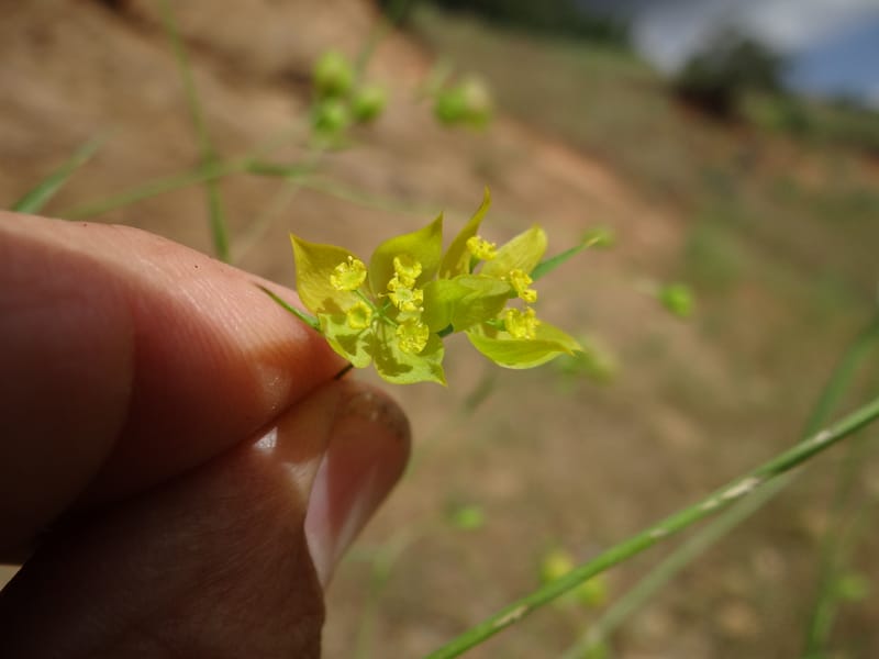 Bupleurum--Kurdistan. Tawailla. Stop 3. 22 May 2013. DSC04827 (10).JPG