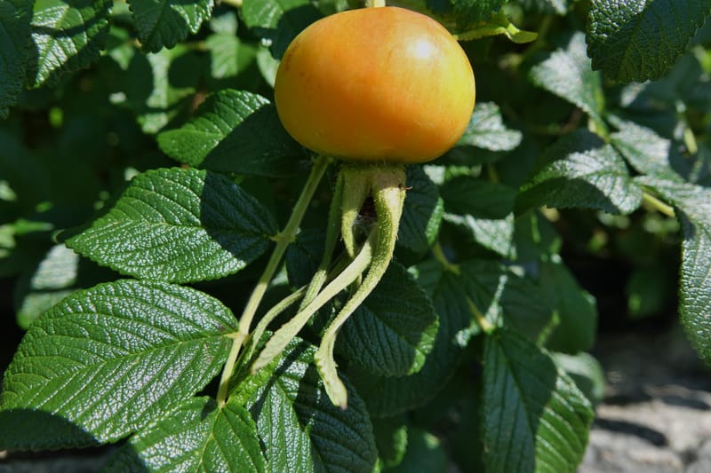 Rosa rugosa--Japan. Hokkaido. White Silver Waterfall. 5 Aug 2016. DSC01313 (2).JPG