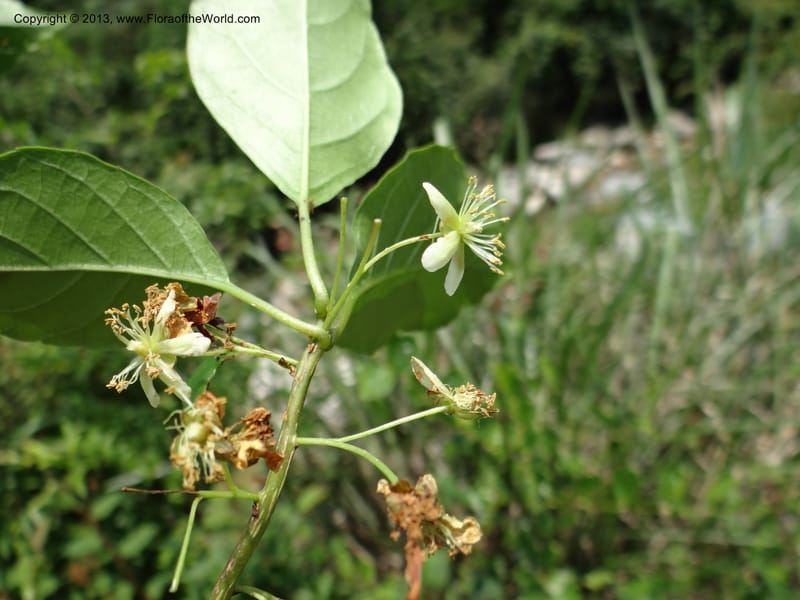 Actinidia callosa var. discolor, Li Pan 1205270--China. Zhejiang Prov. Shunxi Village. 28 May 2012. DSC00347 (101).JPG