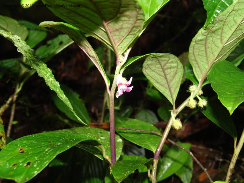 Cuatresia, Croat 95769--Ecuador. Maquipucuna Biol. Res. Send. del Rio. 13 Mar 06. 110 (15).jpg
