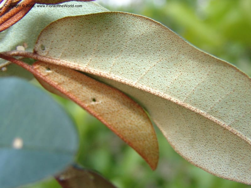 Croton gratissimus--So. Africa. Lowveld Nat. Bot. Gard. 14 Mch 05. 255.jpg