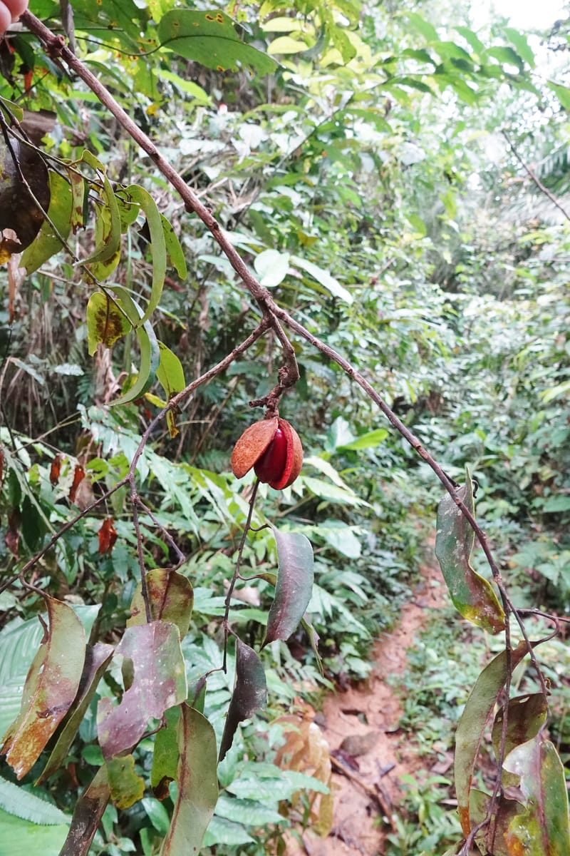 Staudtia gabonensis, C. Davidson 13939--Gabon. Maurel & Prom Oil Rd. 2 Nov. 2018. DSC01376 (249).JPG