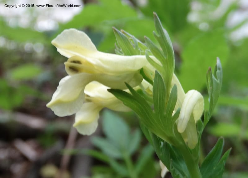 Corydalis, Not collected--China. Sichuan. ShaShiDuo. 8 May 2014. DSC04232 (131).JPG