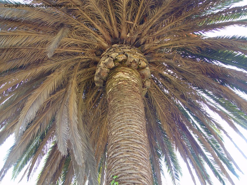 Phoenix canariensis--Spain. Blanes. Marimurtra Bot. Gard. 24 Apr 04. 113.jpg