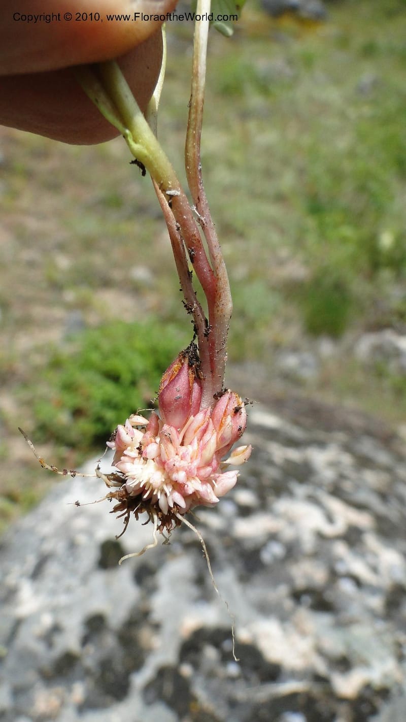 Suksdorfia ranunculifolia, B. Ertter 19978--Idaho. Valley County. 1 July 2010. 085 (20).jpg