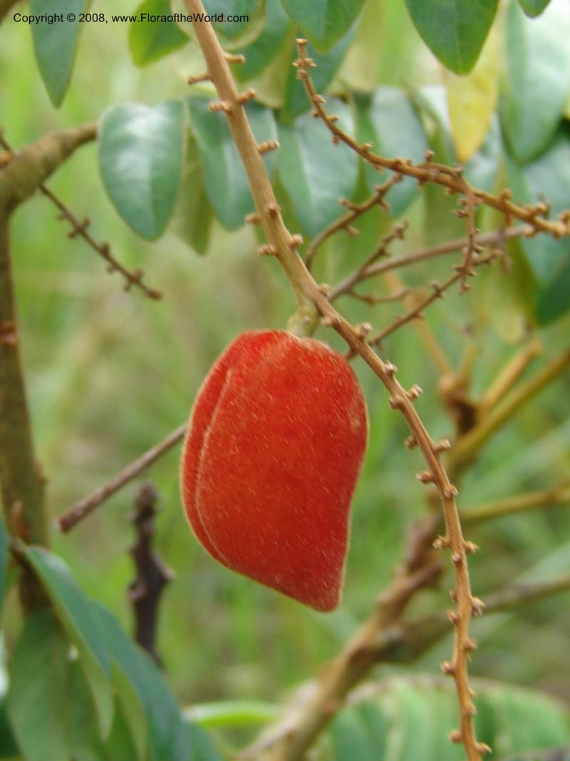 Cnestis, MLeal1172--Gabon. Prv. Ogooue-Iv. Res. Lope. Fougere Brulee. 19 Apr 06. 244.jpg