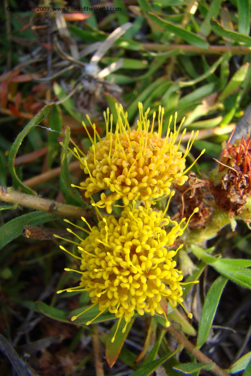 Leucospermum, Z. Rogers 1259--So. Africa. W. Cape. E of Stanford, Hermanus Rd. 19 Jan 09. 030.jpg