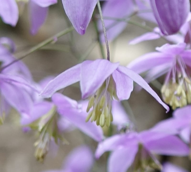 Thalictrum delavayi, C. Davidson 13765--China. Sichuan. Yibailingba-gou. 12 Aug 2017. DSC04660 (199).JPG