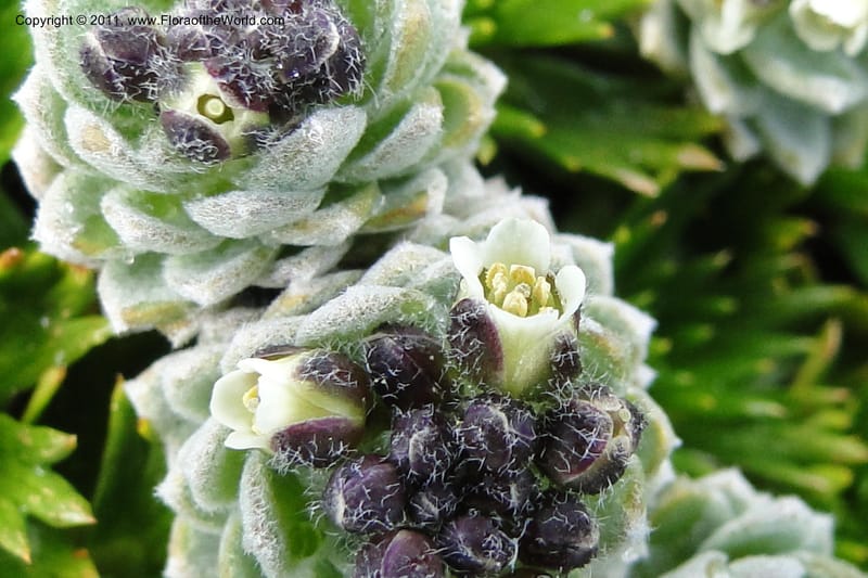 Draba, Ulloa 2022--Ecuador. Napo. Volcan Antesana. 2 Jun 2011. 206 (5).jpg