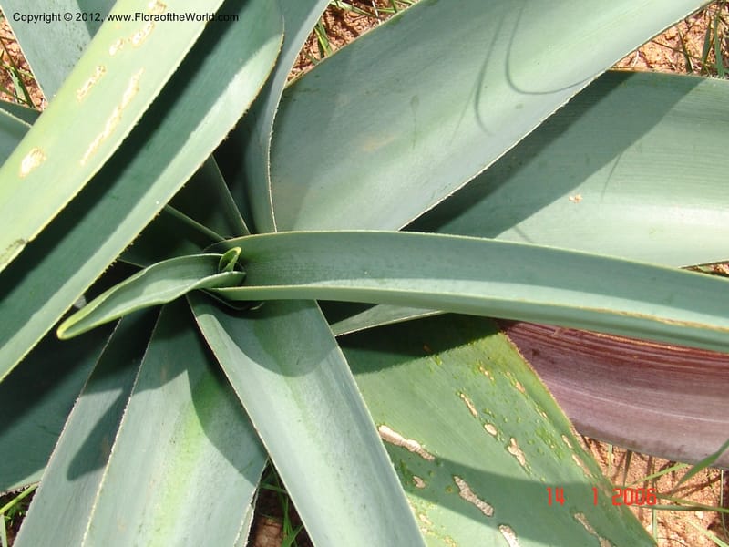 Crinum sp. unk., Not collected-Madagascar 004 (8).jpg