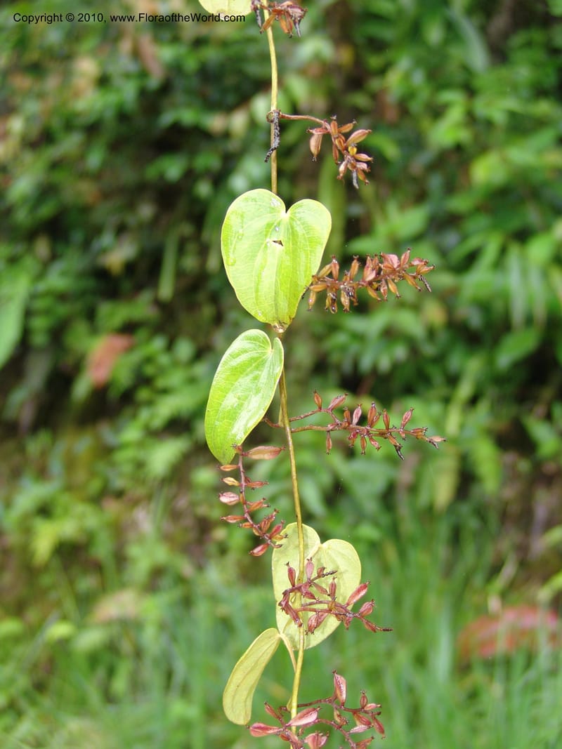 Dioscorea, Croat 97393--Ecuador. Prov. Pichincha. BellaVista private reserve. 27 Mar 06. 374 (1).jpg