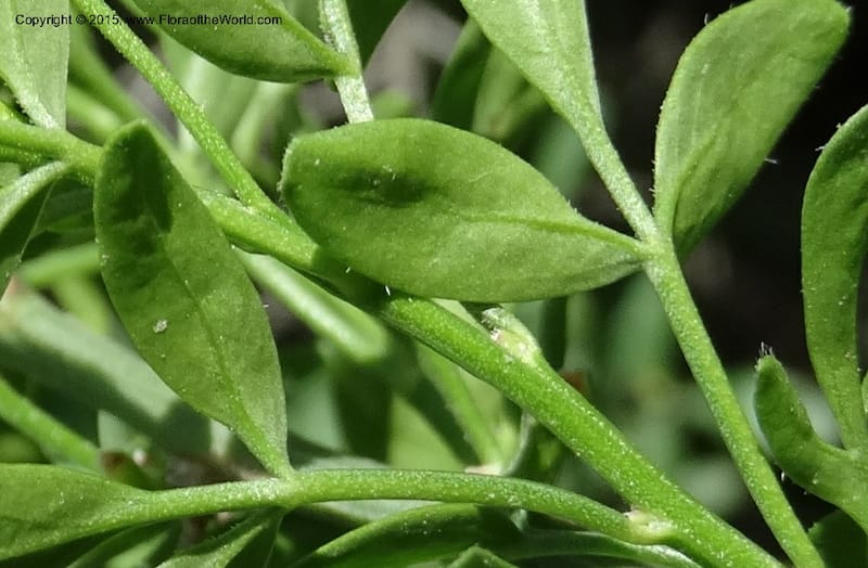 Jasminum fruticans, Davidson, C 12467--Georgia (Caucasus). Shio Mgvime. 7 Jun 2014. DSC07779 (185).JPG