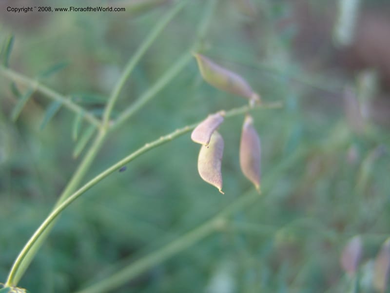 Lathyrus leucanthus--AZ. Coconino Co. San Francisco Pk. For. Serv. Rd. 151. 4 Sep 04. 069.jpg