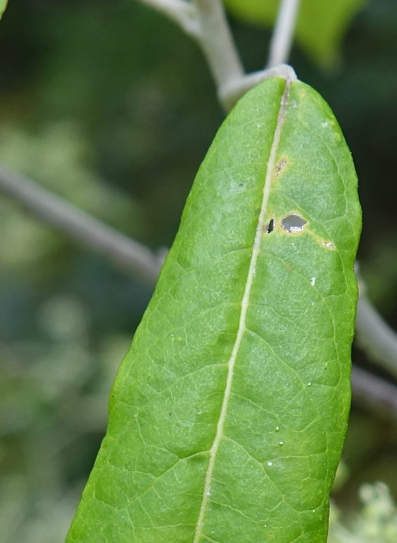 Astrotricha latifolia, Davidson, C 13352--Australia. Qld. Springbrook R (12).JPG