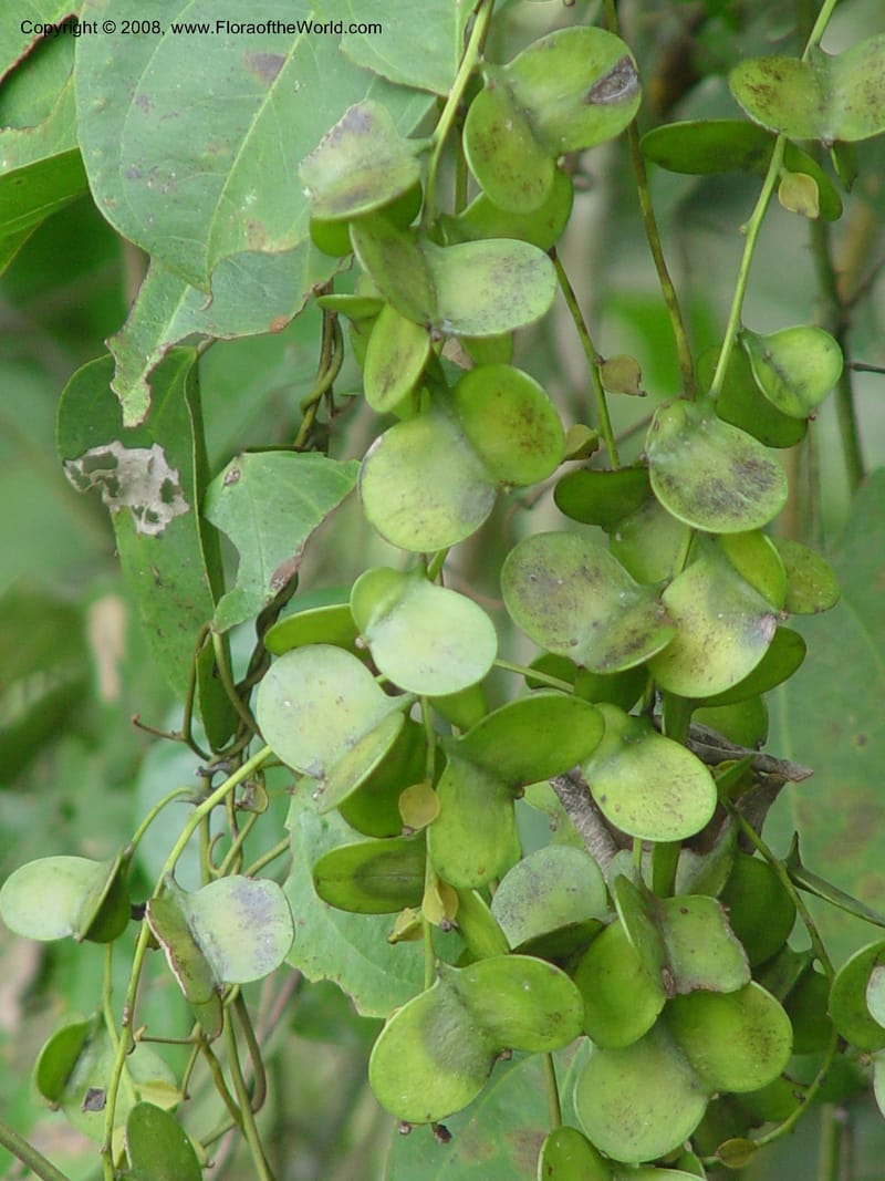 Dioscorea--Ghana. Kakum Nat. Park. 12 Dec 03. 054.jpg