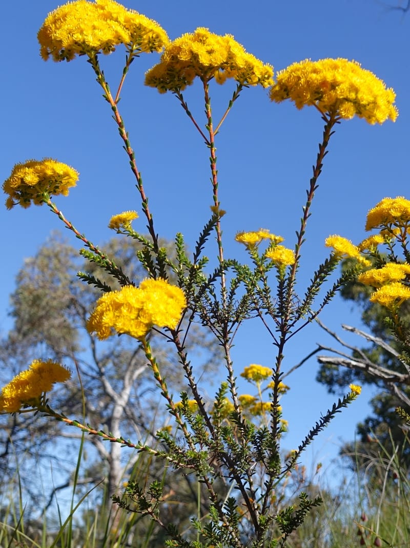 Verticordia serrata var. ciliata, Davidson, C 13381--Australia. W.A. Flora Rd. 22 Oct 2016. DSC03739 (210).JPG