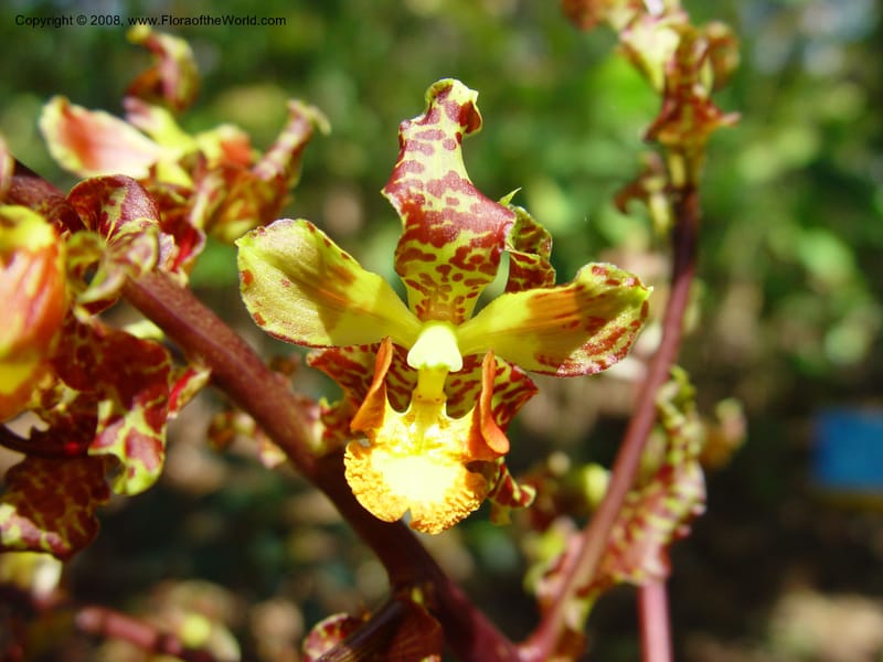 Oncidium punctatum--Costa Rica. INBio Parque, San Jose. 29 Mch 03. 151.jpg